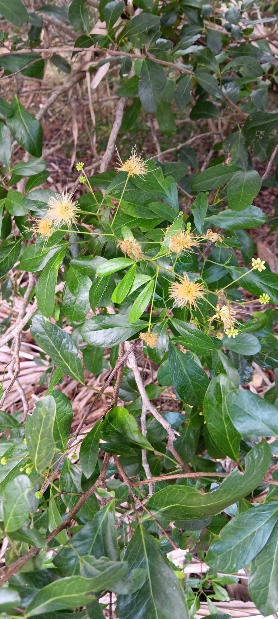 Hypelate trifoliata — houseplant care guide