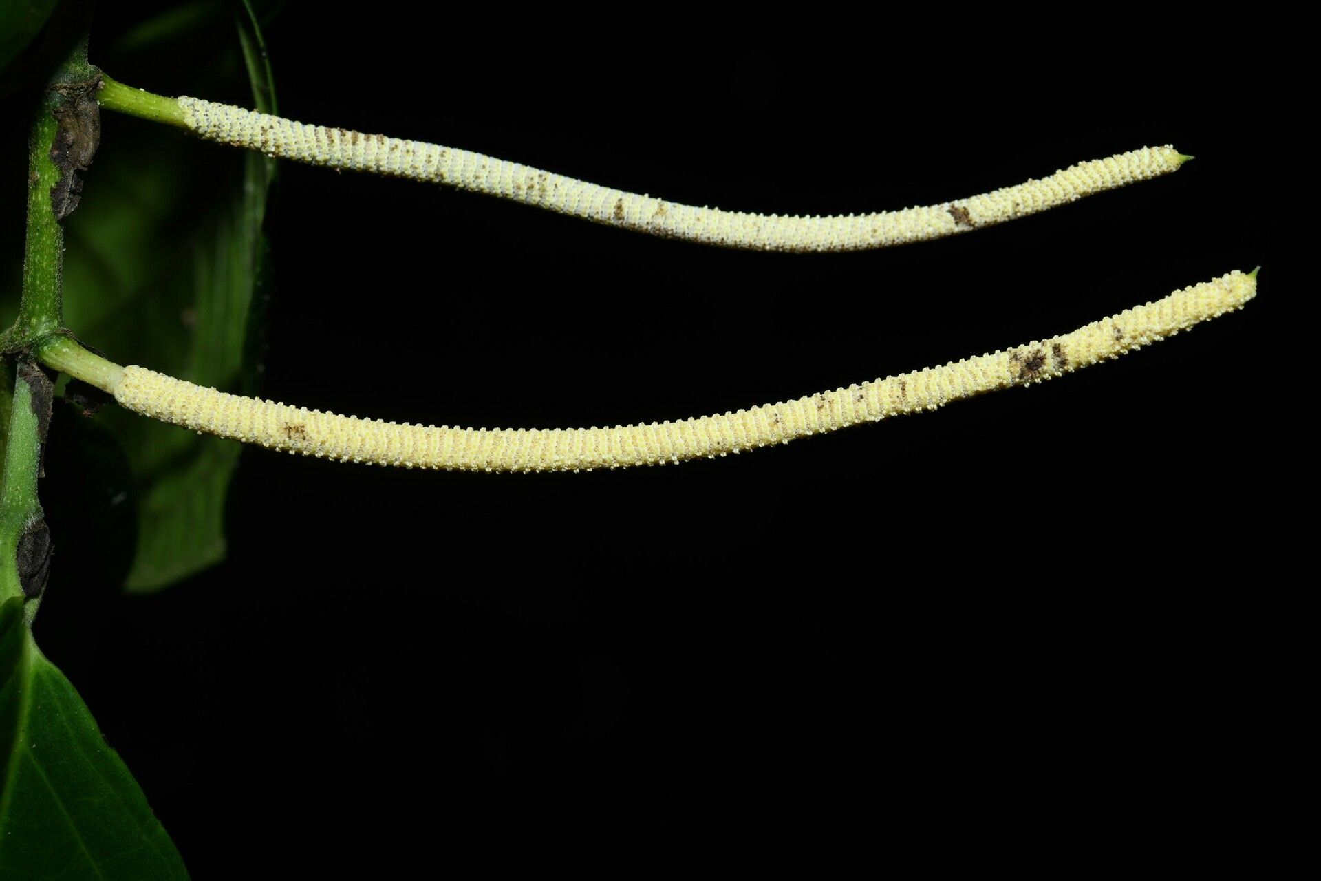 Piper hostmannianum bark