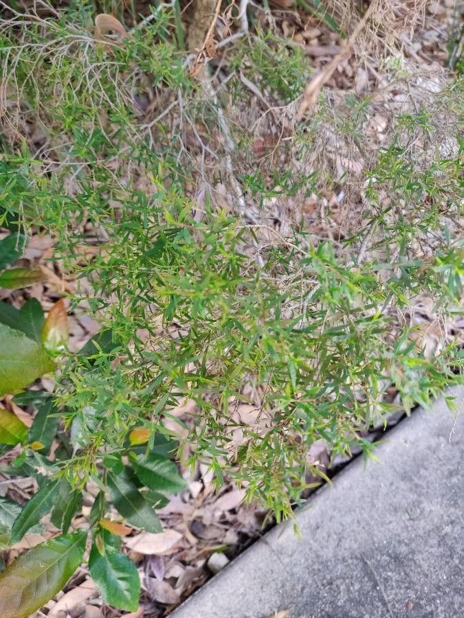 Beyeria lechenaultii — houseplant care guide