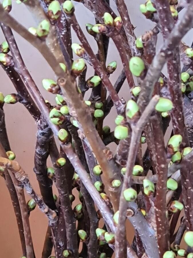 Chaenomeles lagenaria bark
