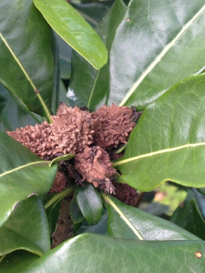 Pittosporum brevispinum fruit