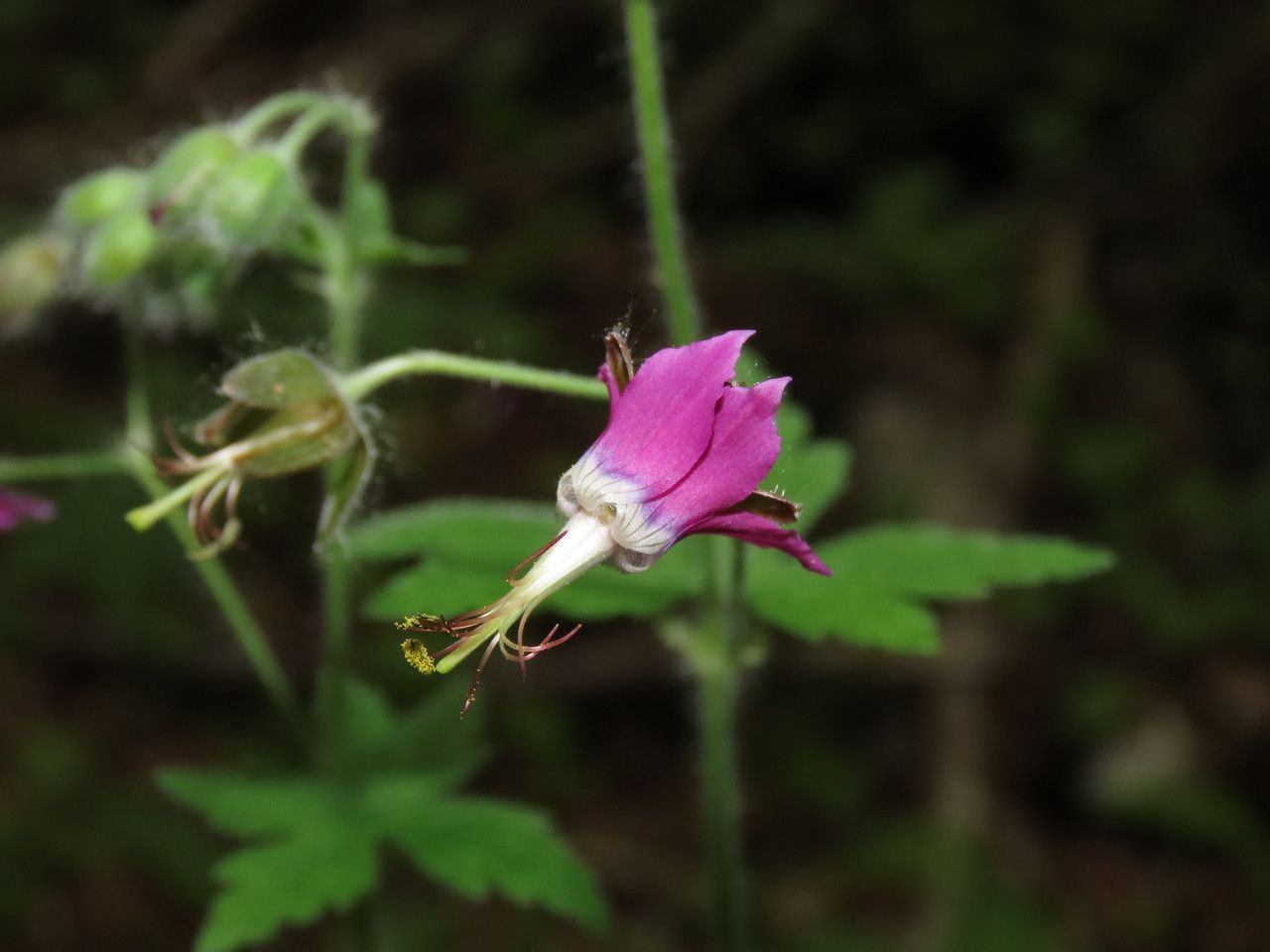 Geranium reflexum flower