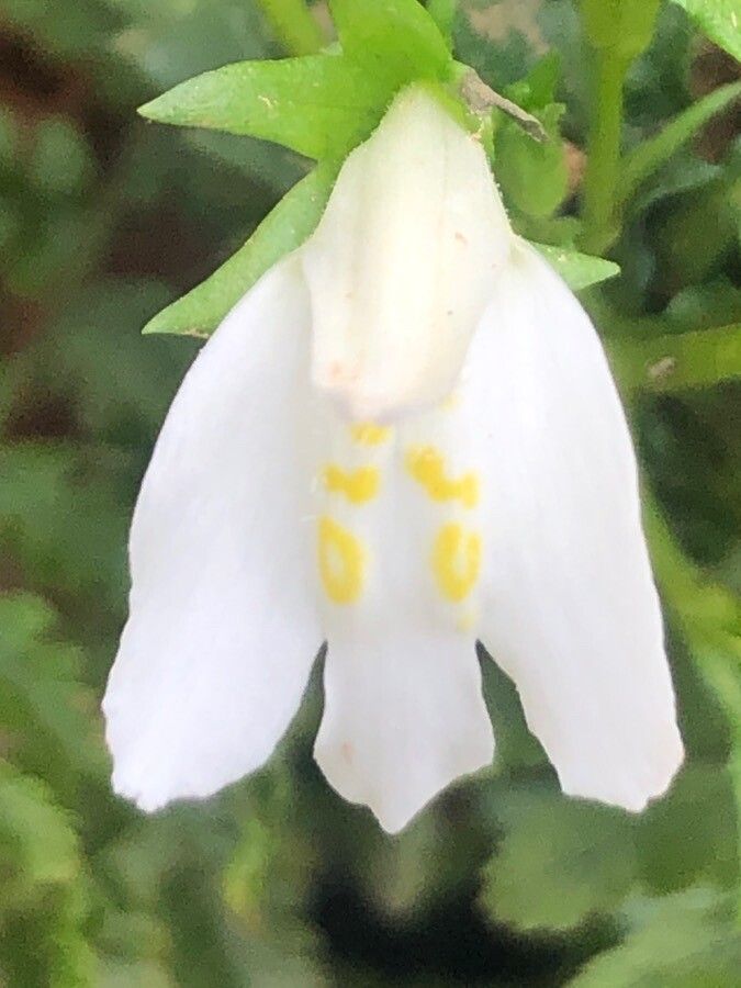 Mazus reptans flower
