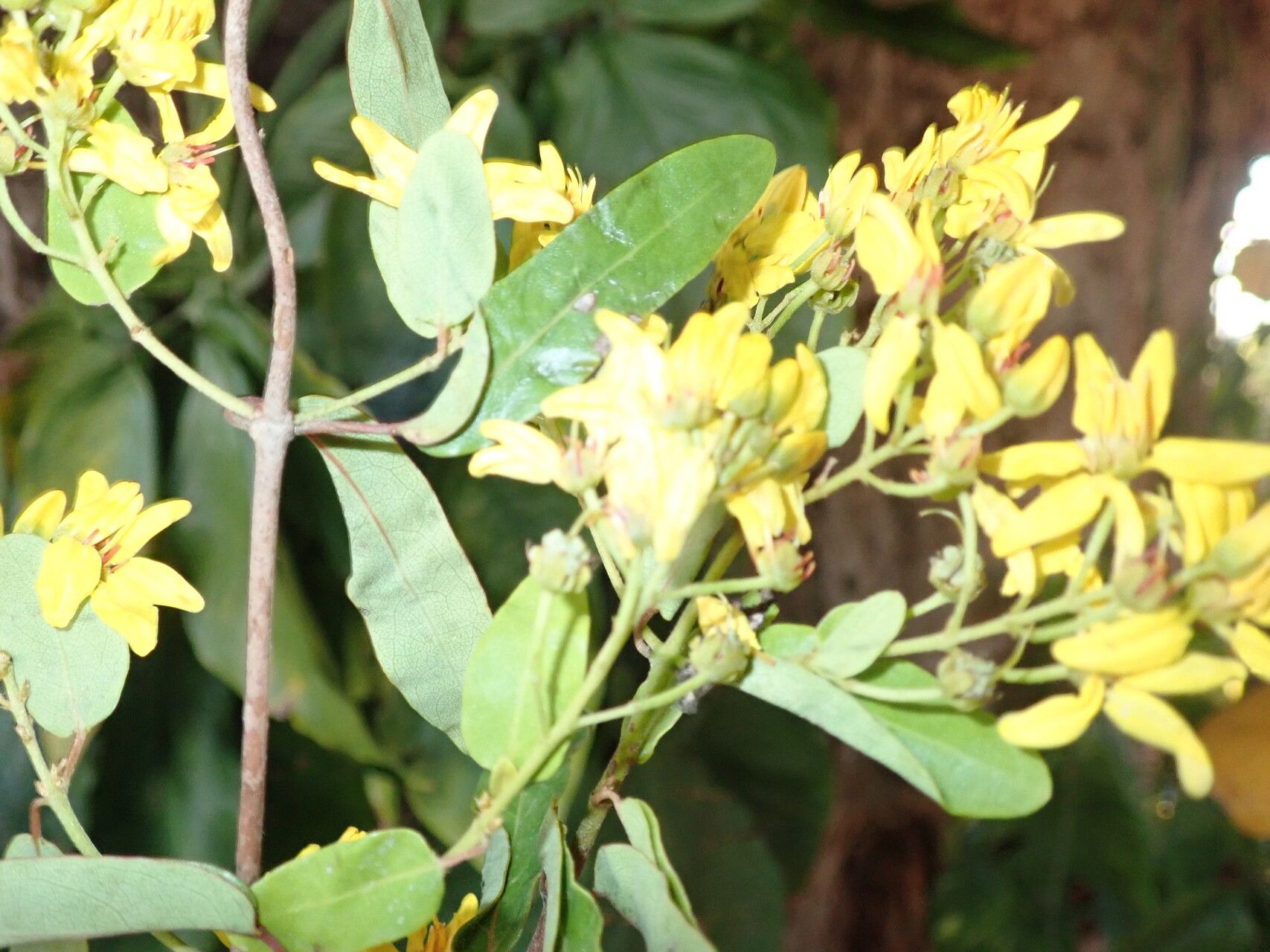 Tristellateia greveana flower