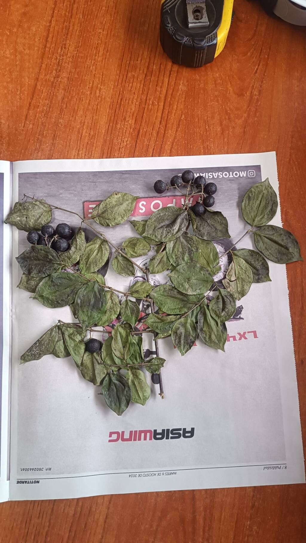 Strychnos mattogrossensis fruit