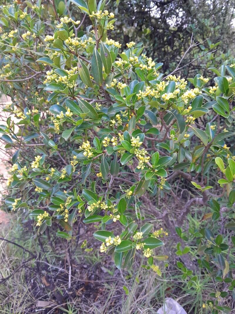 Psychotria isalensis habit