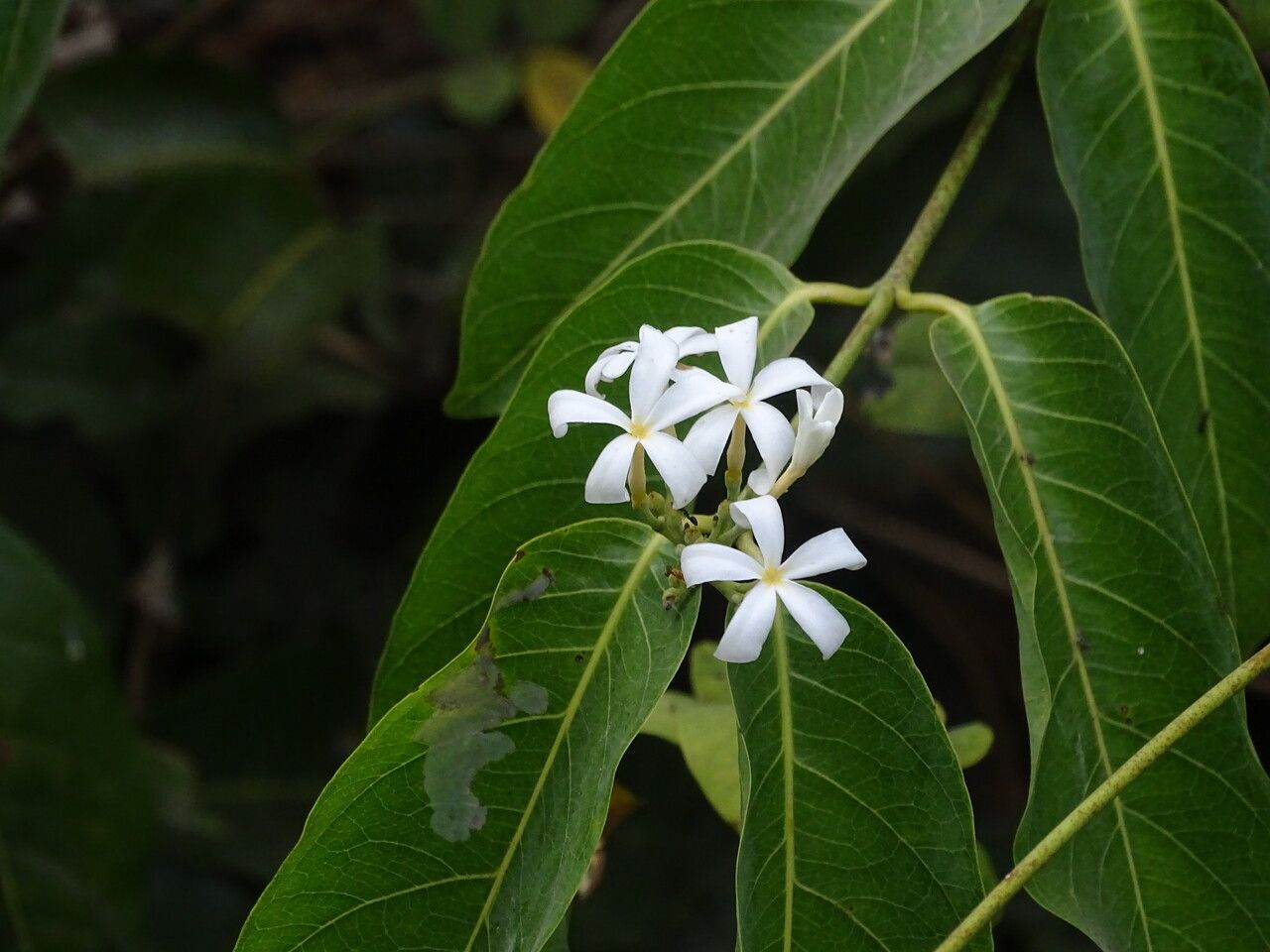 Saba senegalensis flower