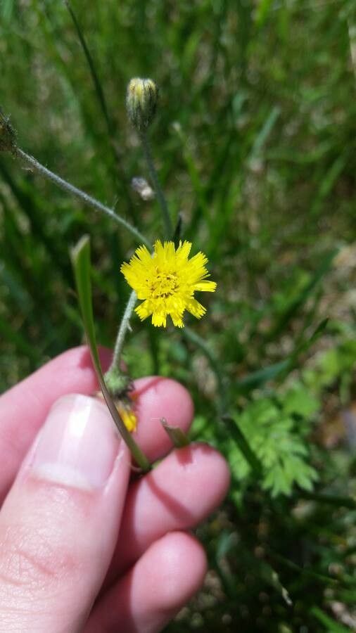 Hieracium triste — search result for 'western Canada'