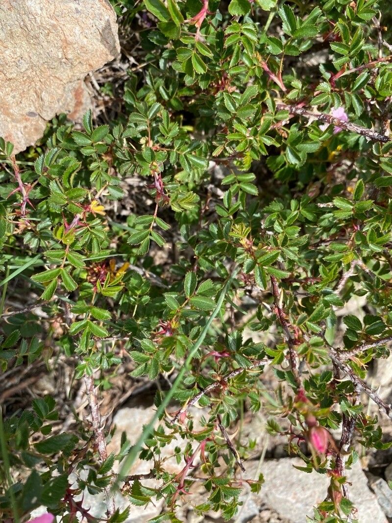 Rosa seraphinii leaf