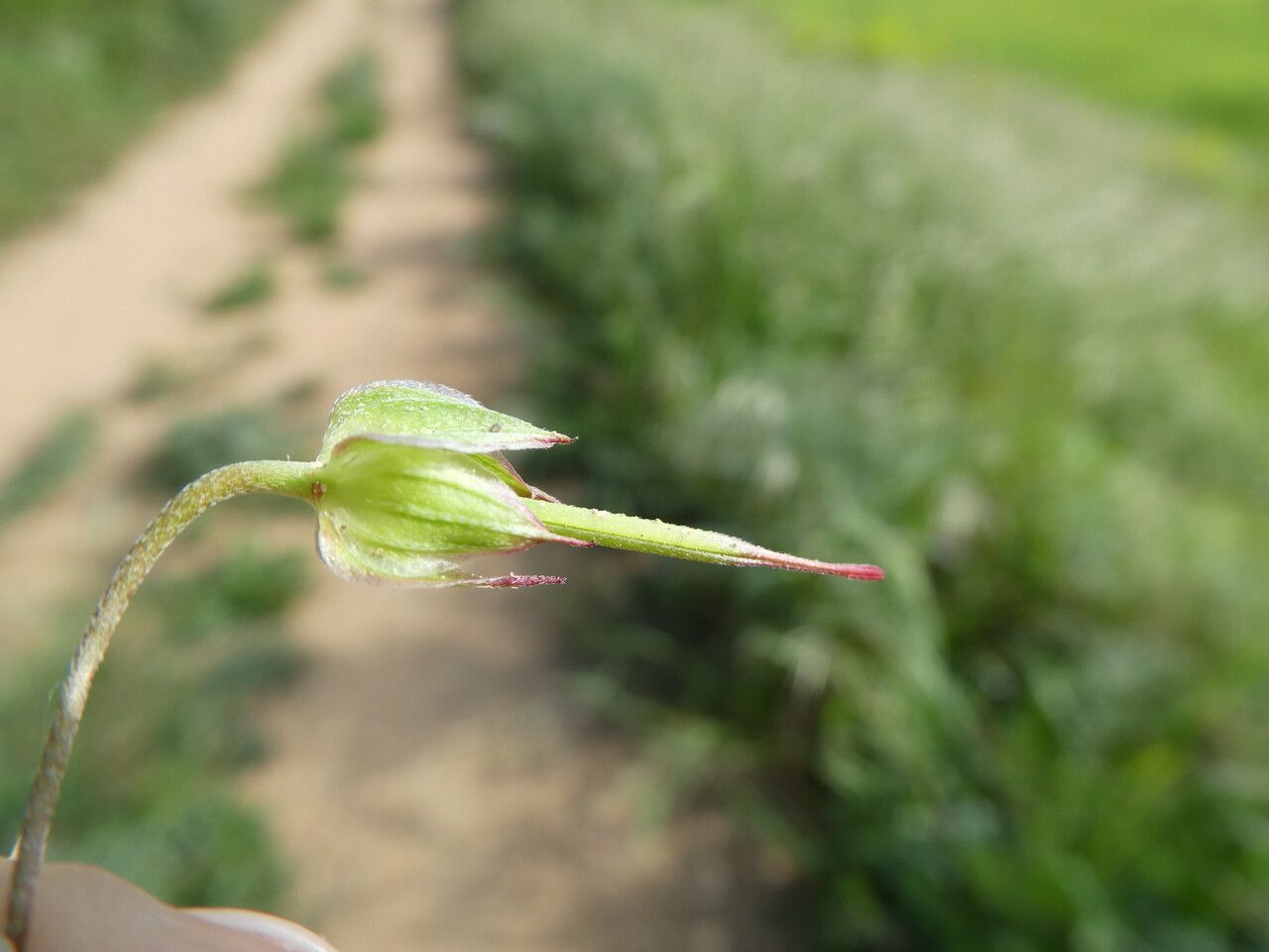 Geranium columbinum fruit