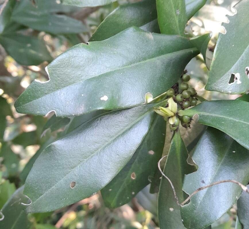 Myrsine laetevirens — houseplant care guide