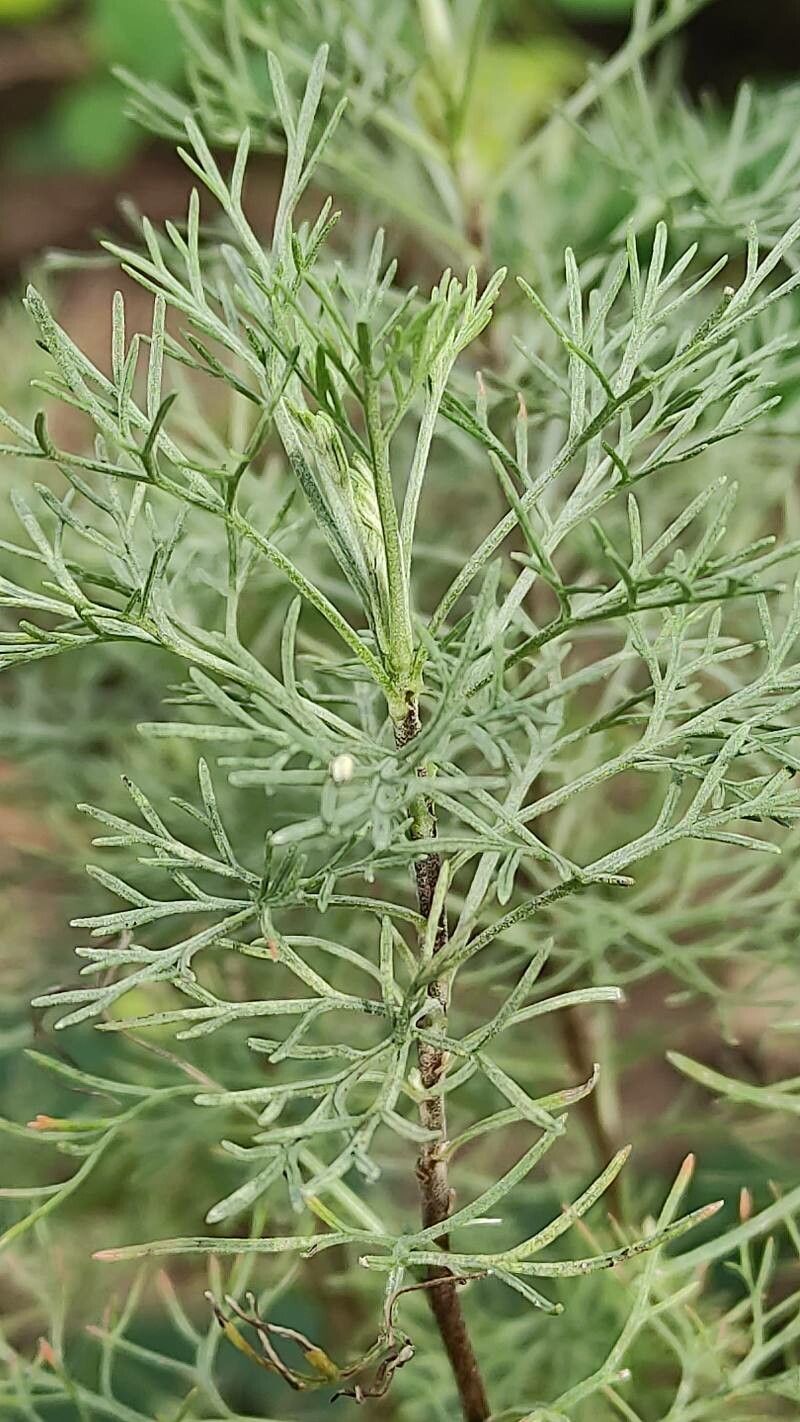 Artemisia cina leaf