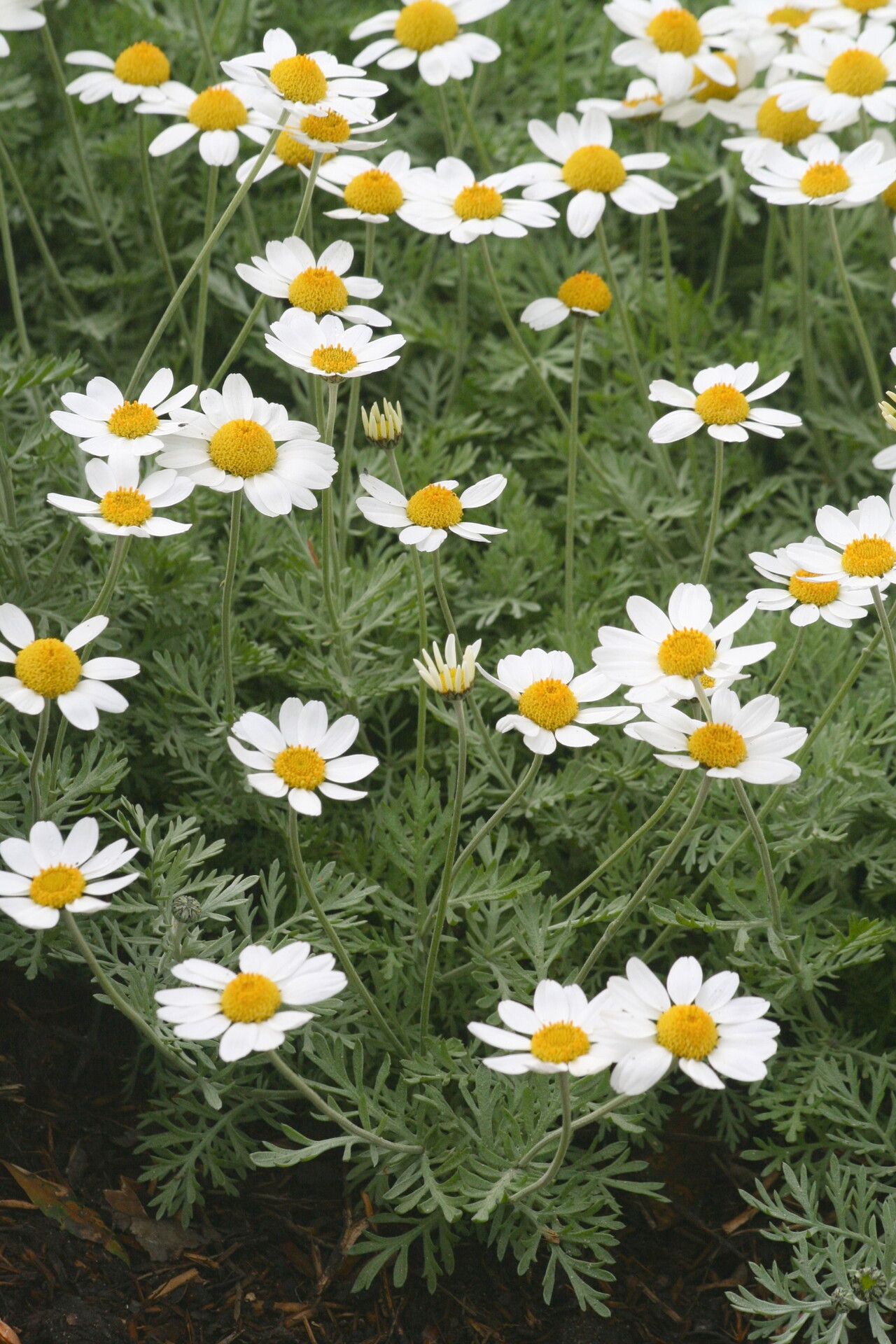 Anthemis cupaniana flower