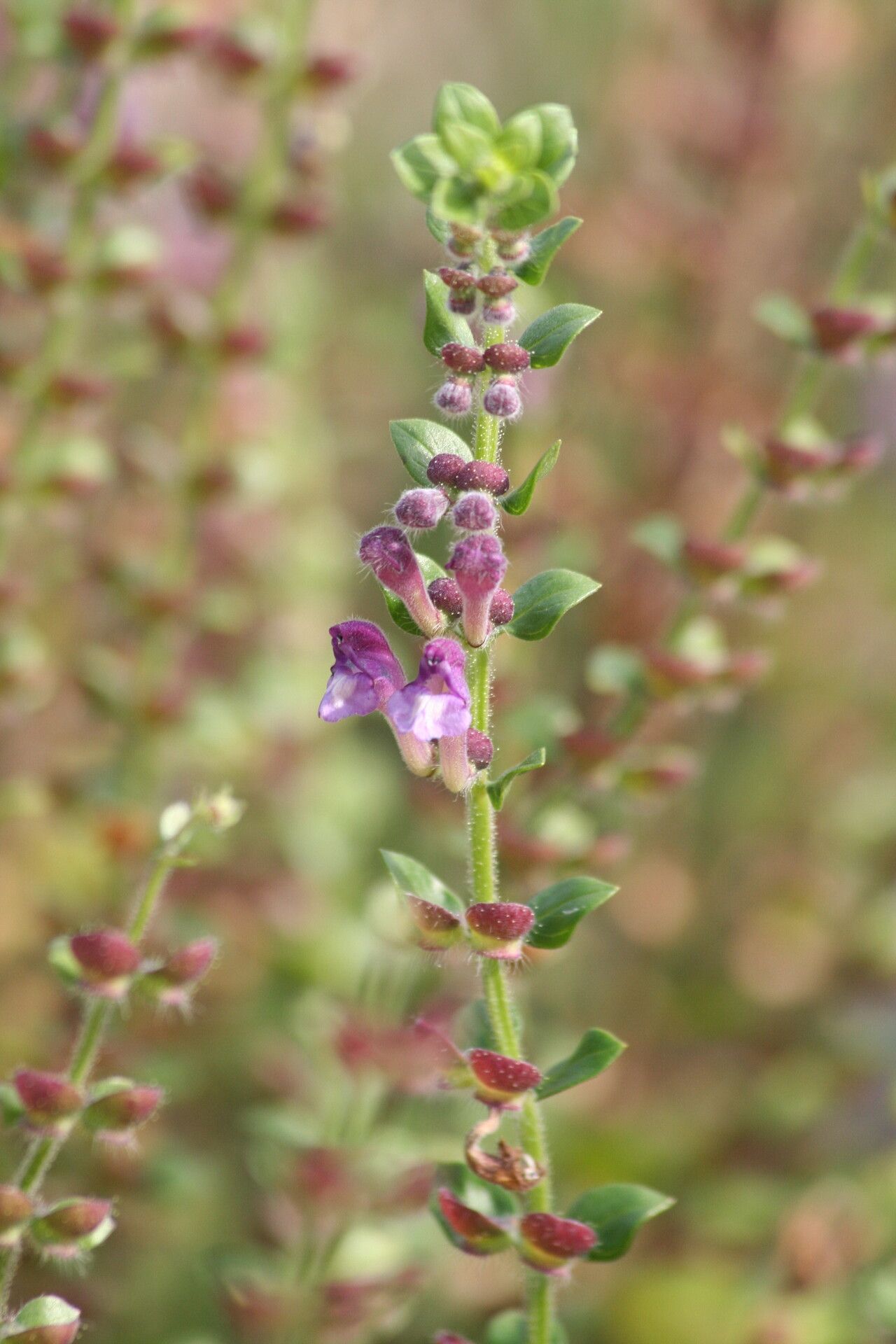 Scutellaria rupestris flower