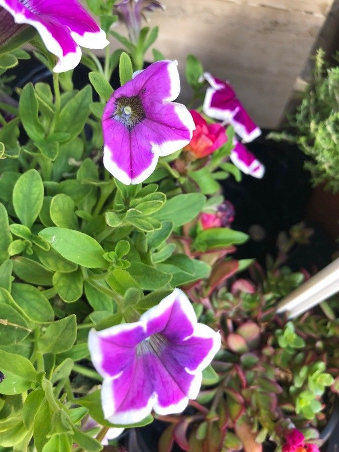 Petunia × atkinsiana flower