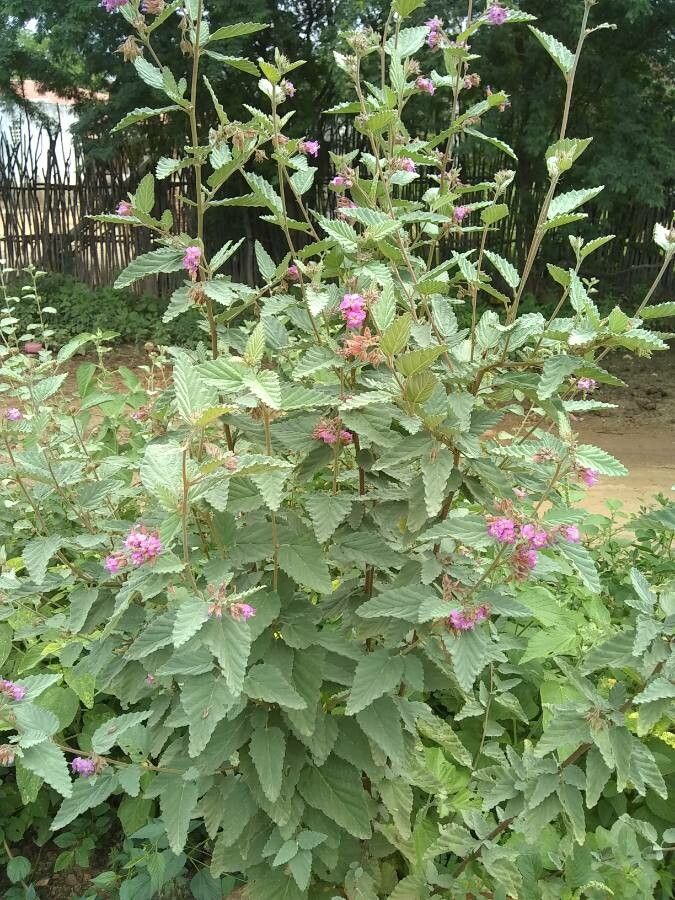 Melochia tomentosa — search result for 'Malvaceae'