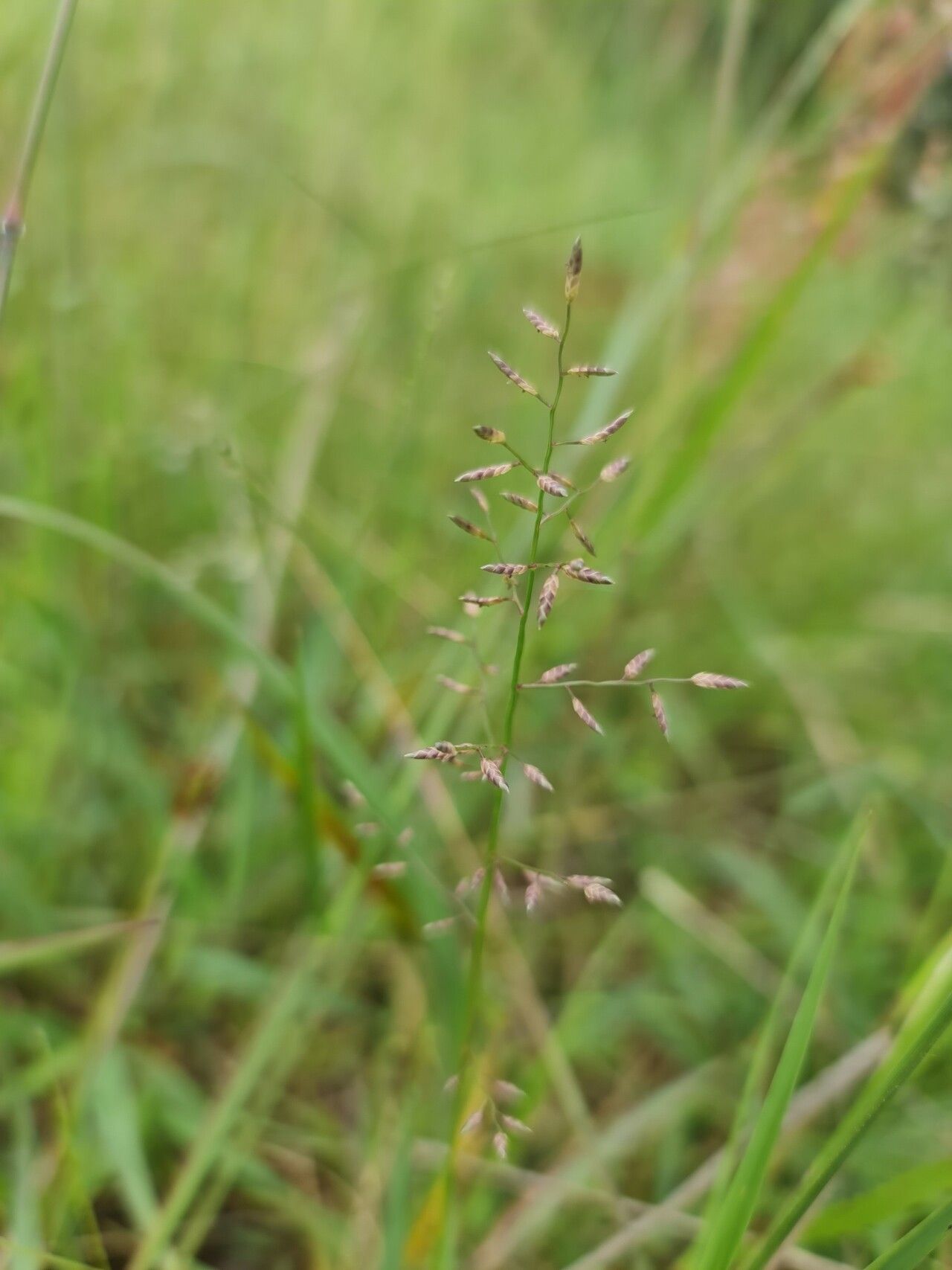 Eragrostis lateritica — search result for 'Eragrostis'