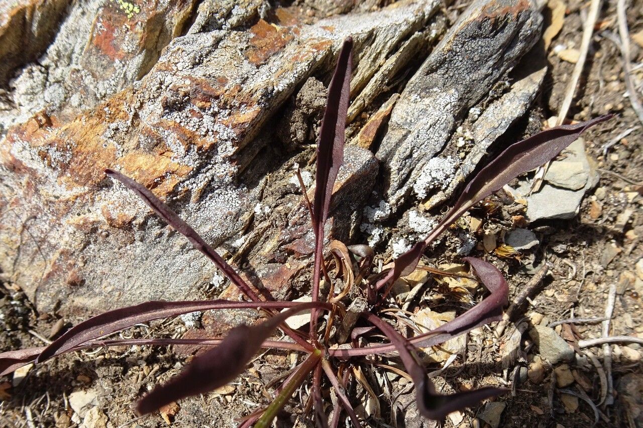 Scorzoneroides pyrenaica — search result for 'Scorzoneroides'