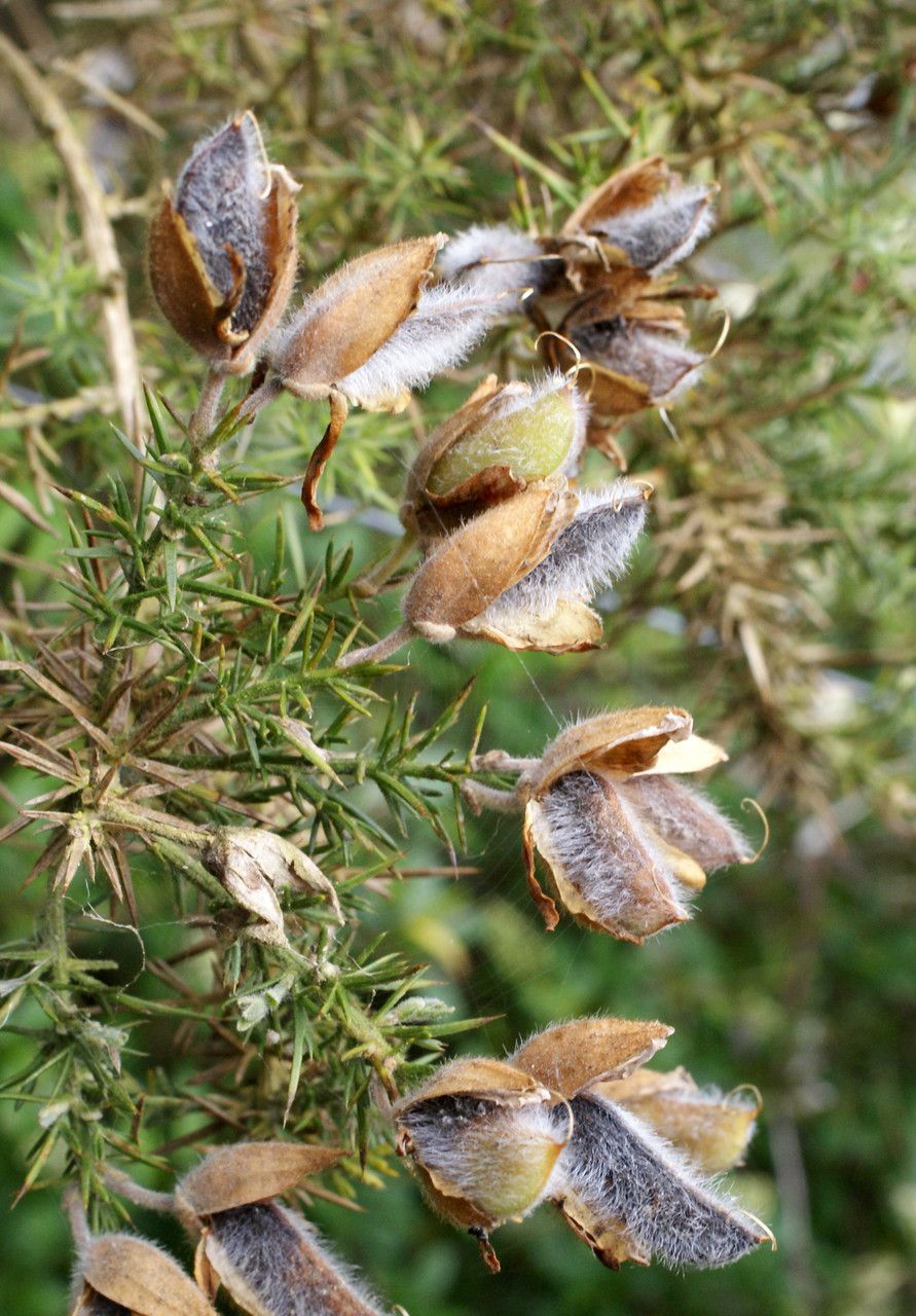 Ulex gallii fruit