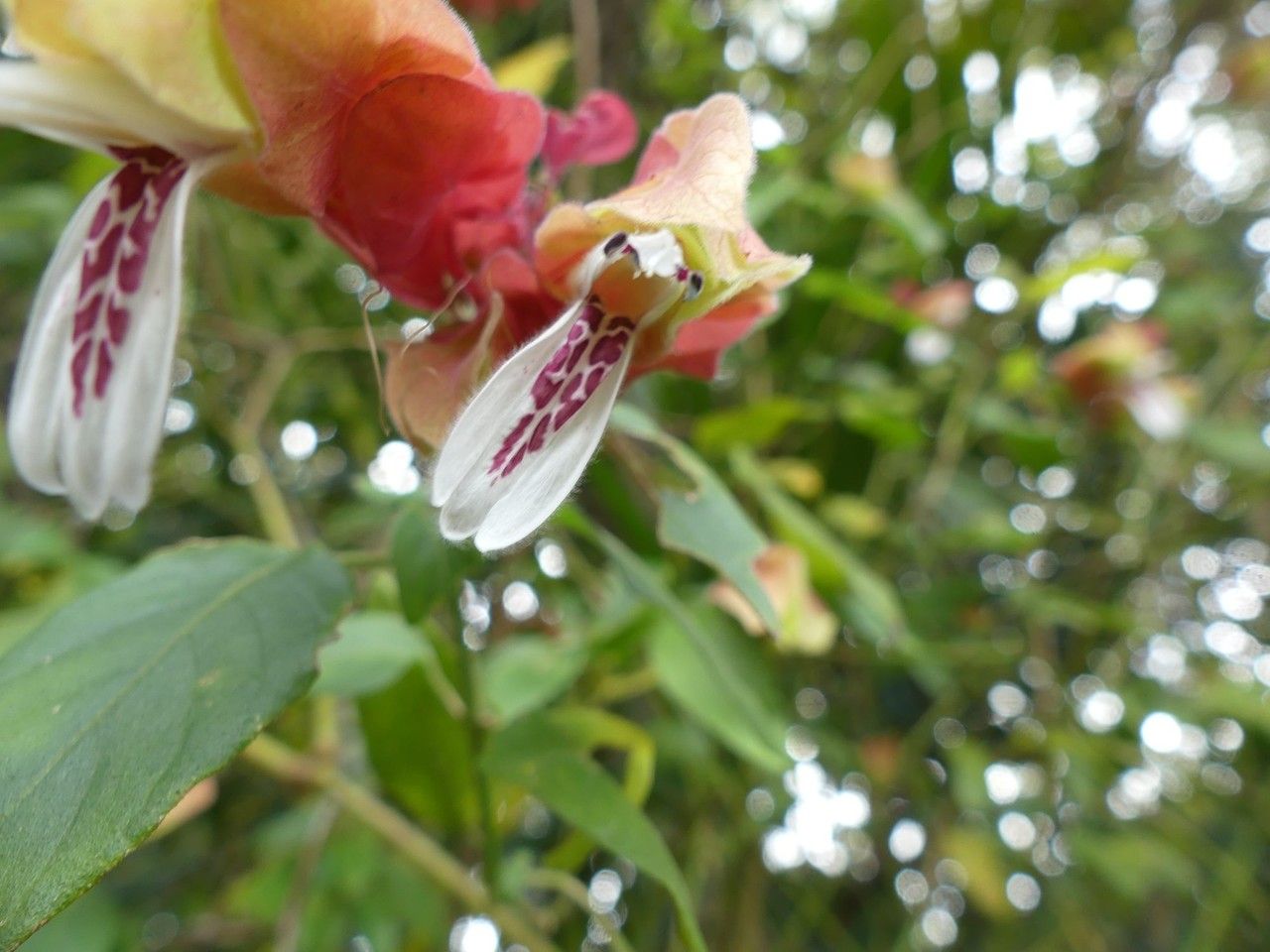 Justicia brandegeana flower
