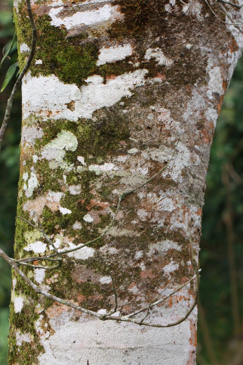 Inga punctata bark