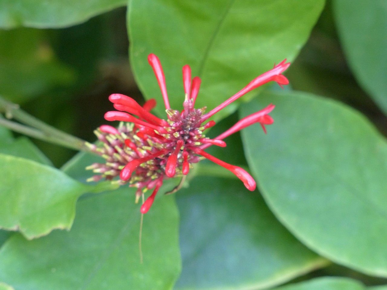 Odontonema tubiforme — search result for 'Justicia'