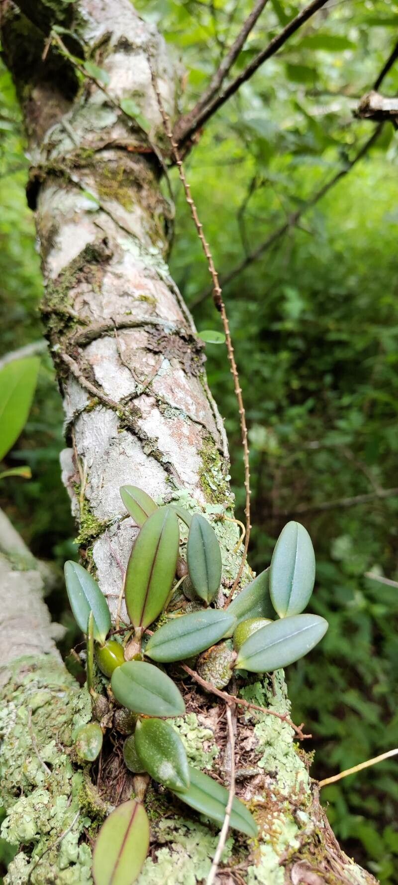 Bulbophyllum oxychilum habit