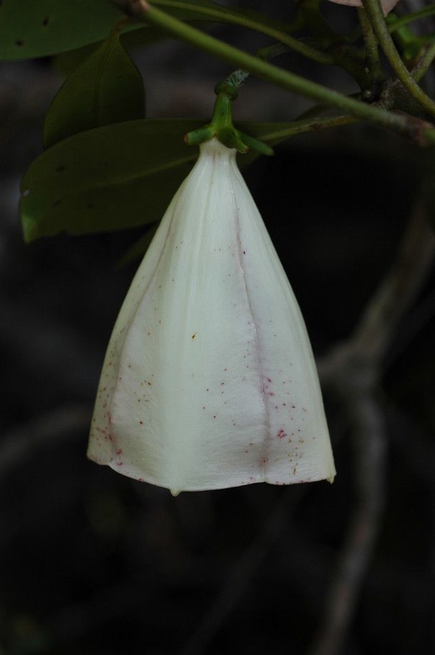 Thiollierea rigaultii flower