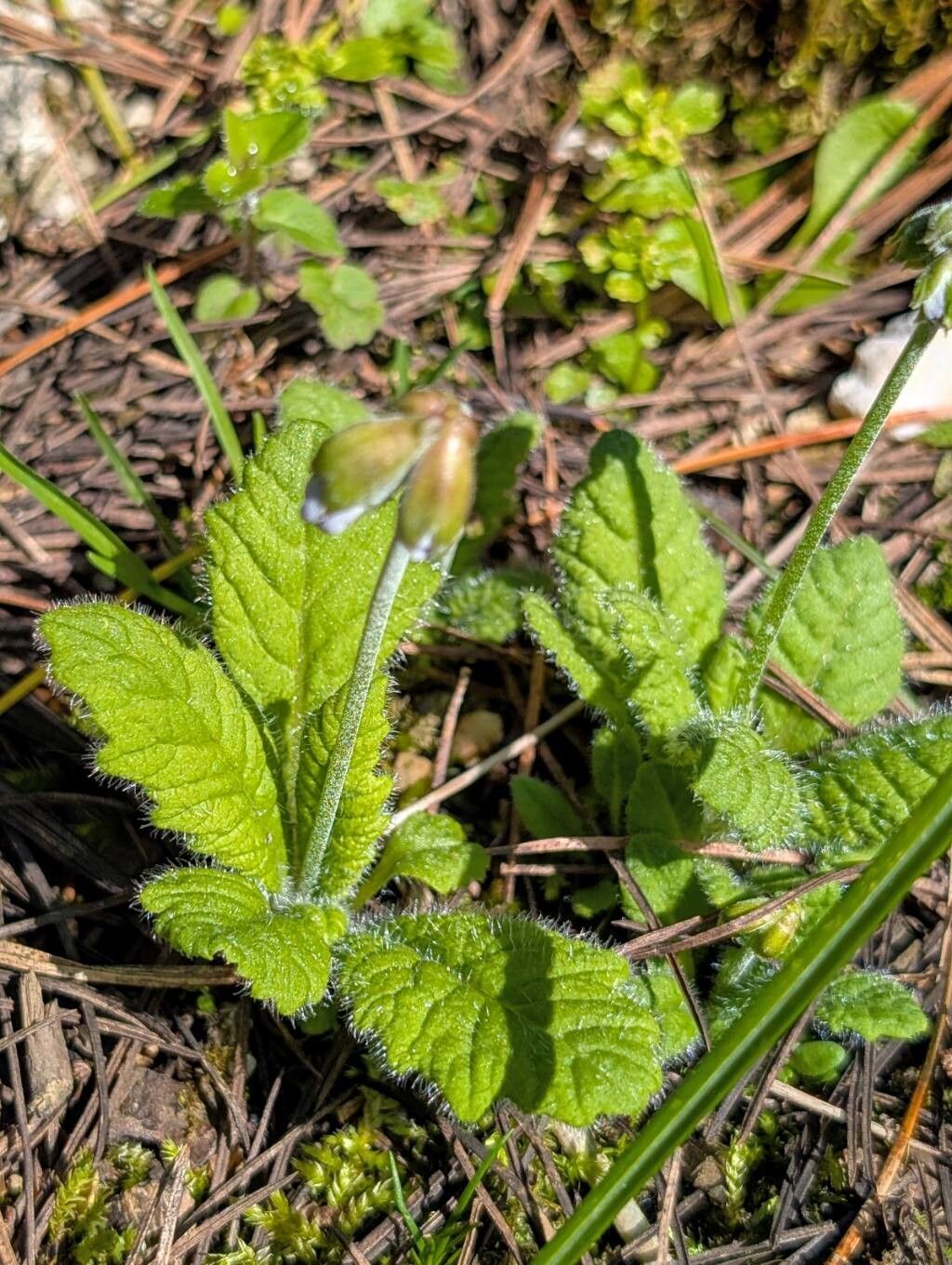Primula reidii habit