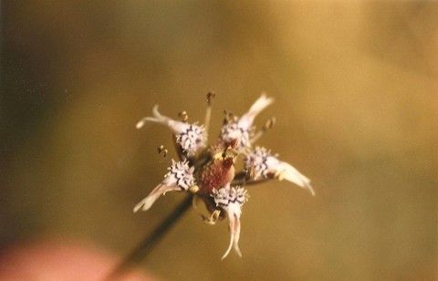 Nigella nigellastrum flower