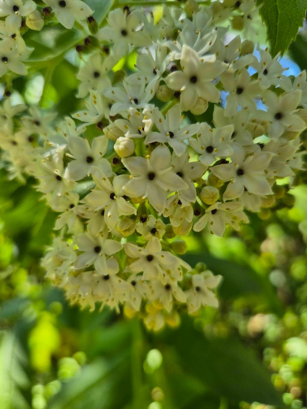 Sambucus africana flower