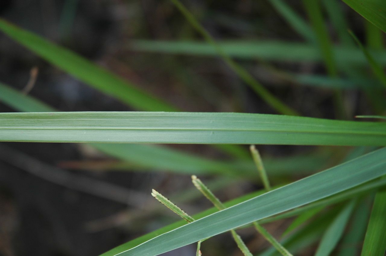 Paspalum scrobiculatum