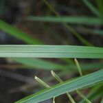 Paspalum scrobiculatum