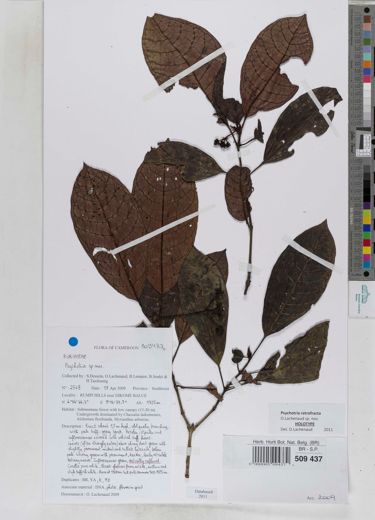 Psychotria retrofracta — houseplant care guide