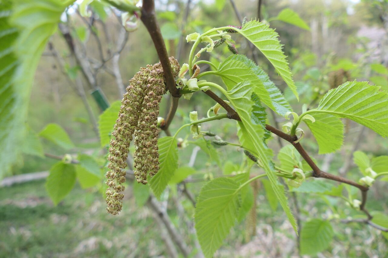 Alnus maximowiczii — search result for 'Alnus'