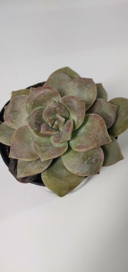 Graptopetalum pentandrum leaf