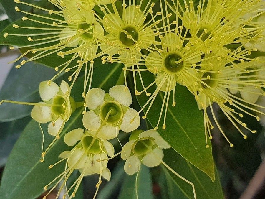 Xanthostemon pubescens flower