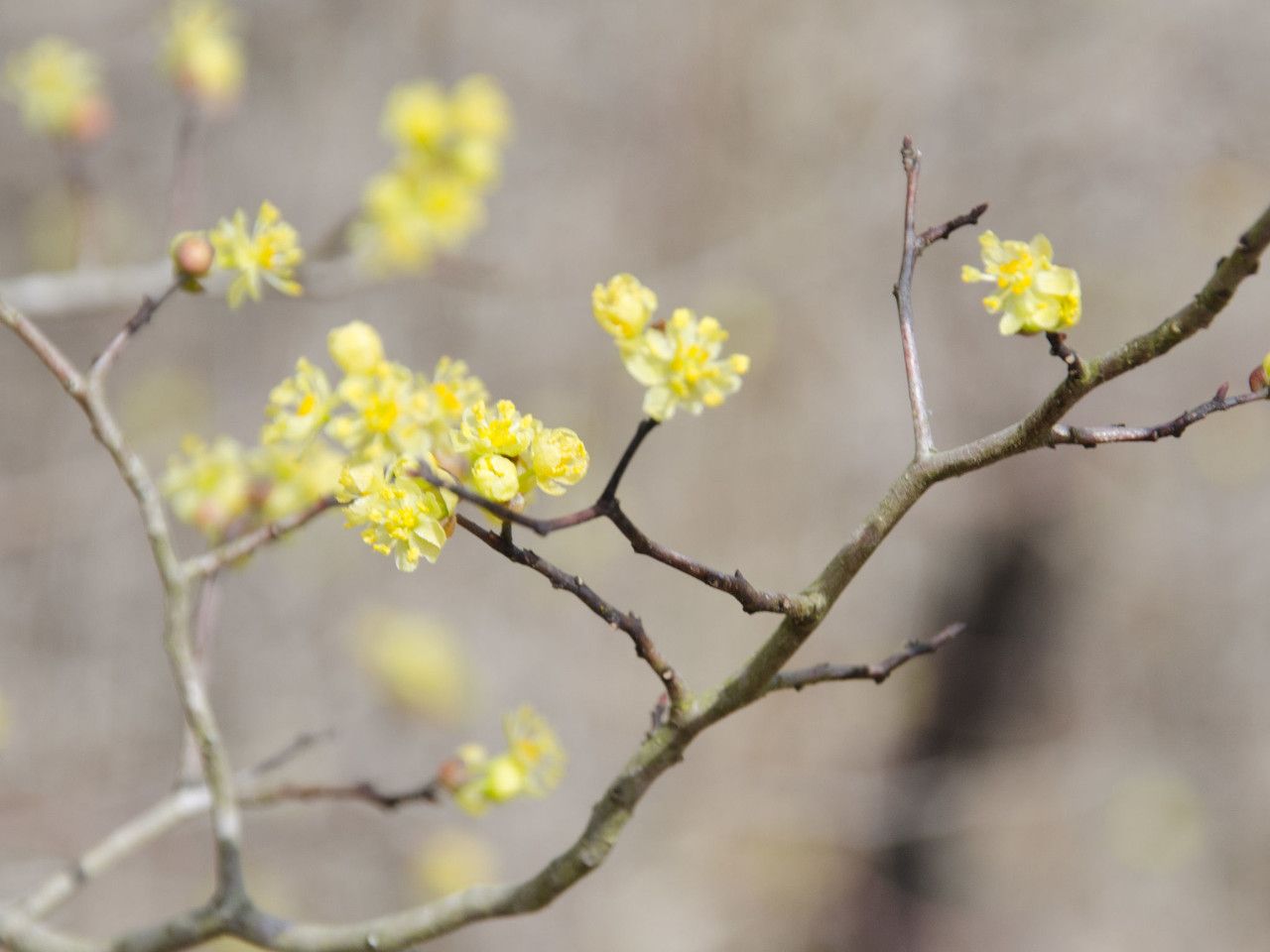 Litsea aestivalis — related species from the same genus
