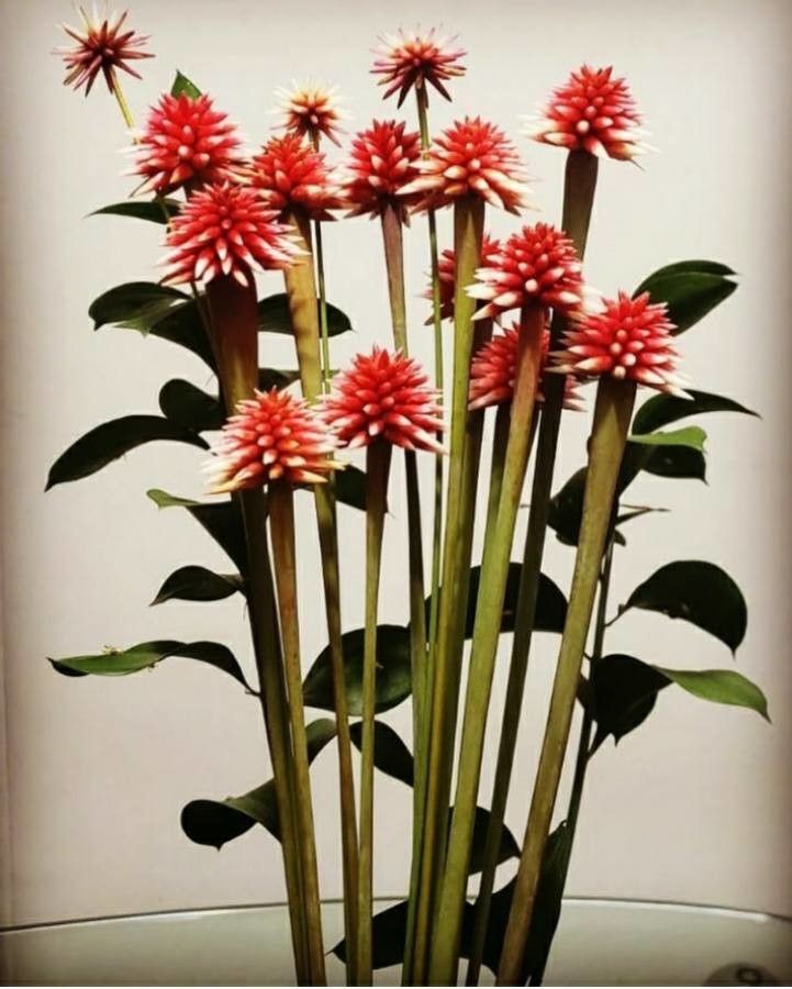 Guacamaya superba flower