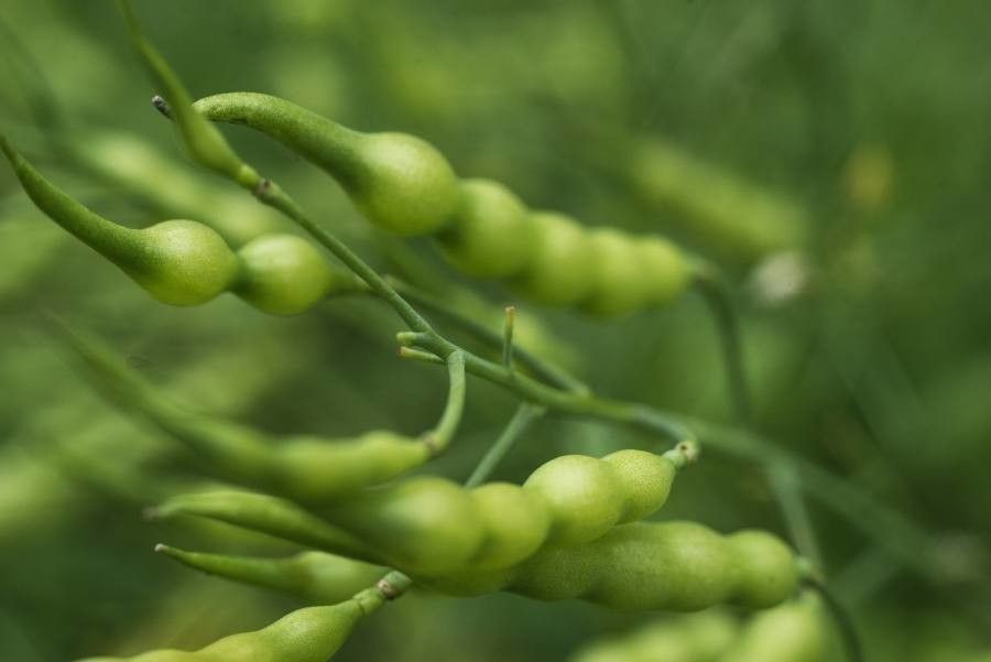 Rhamphospermum nigrum fruit