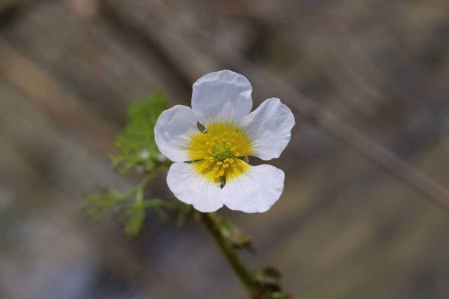 Ranunculus sphaerospermus flower