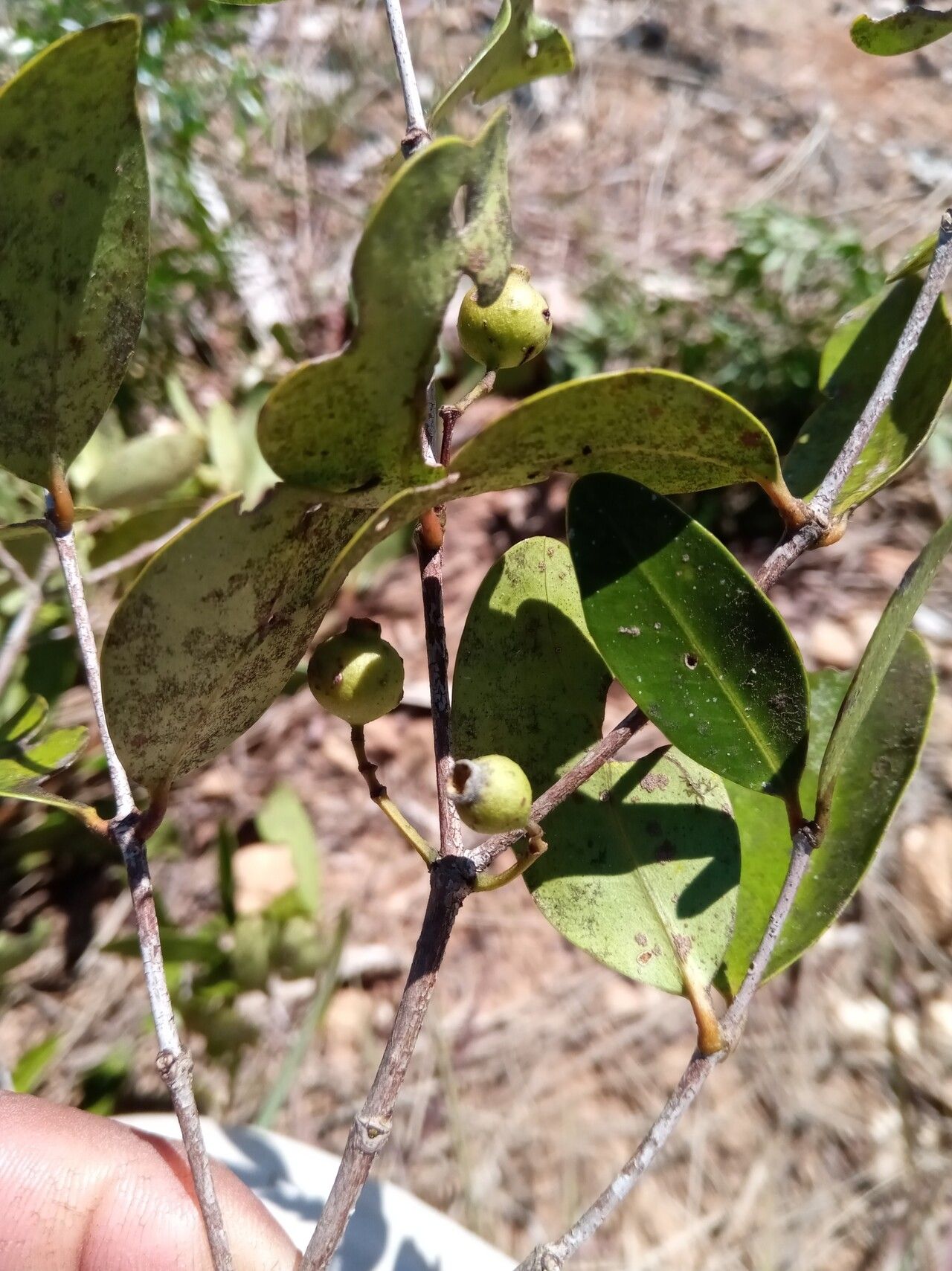 Memecylon bakerianum fruit