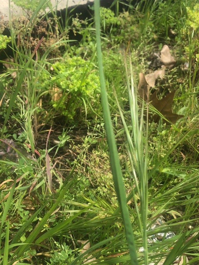 Bromus sterilis — search result for 'Bromus'