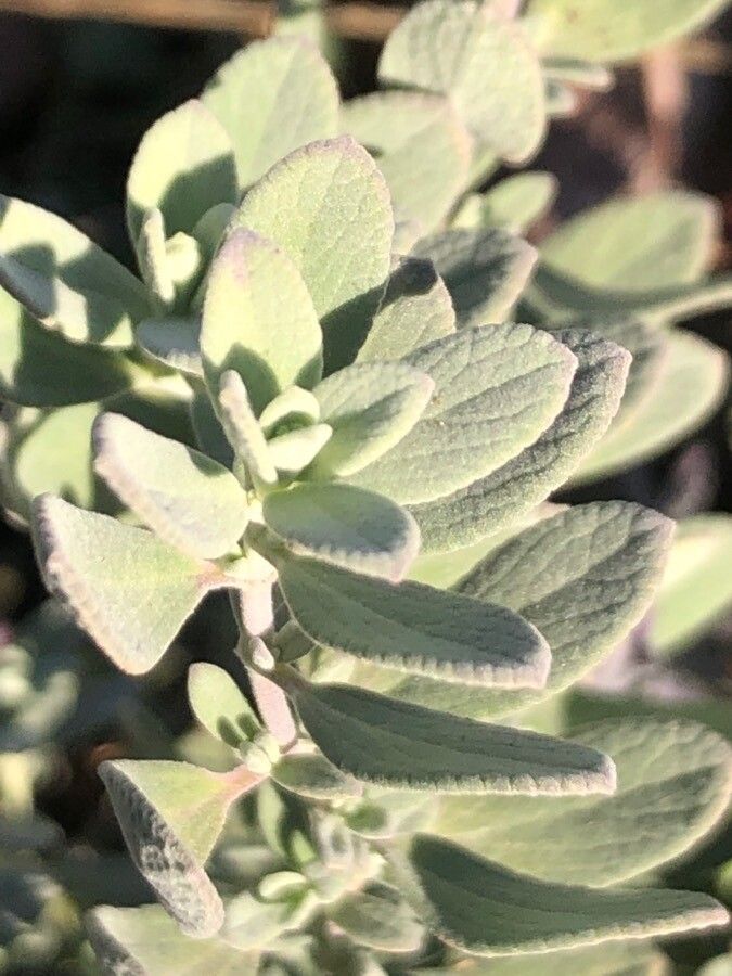 Salvia chamaedryoides leaf