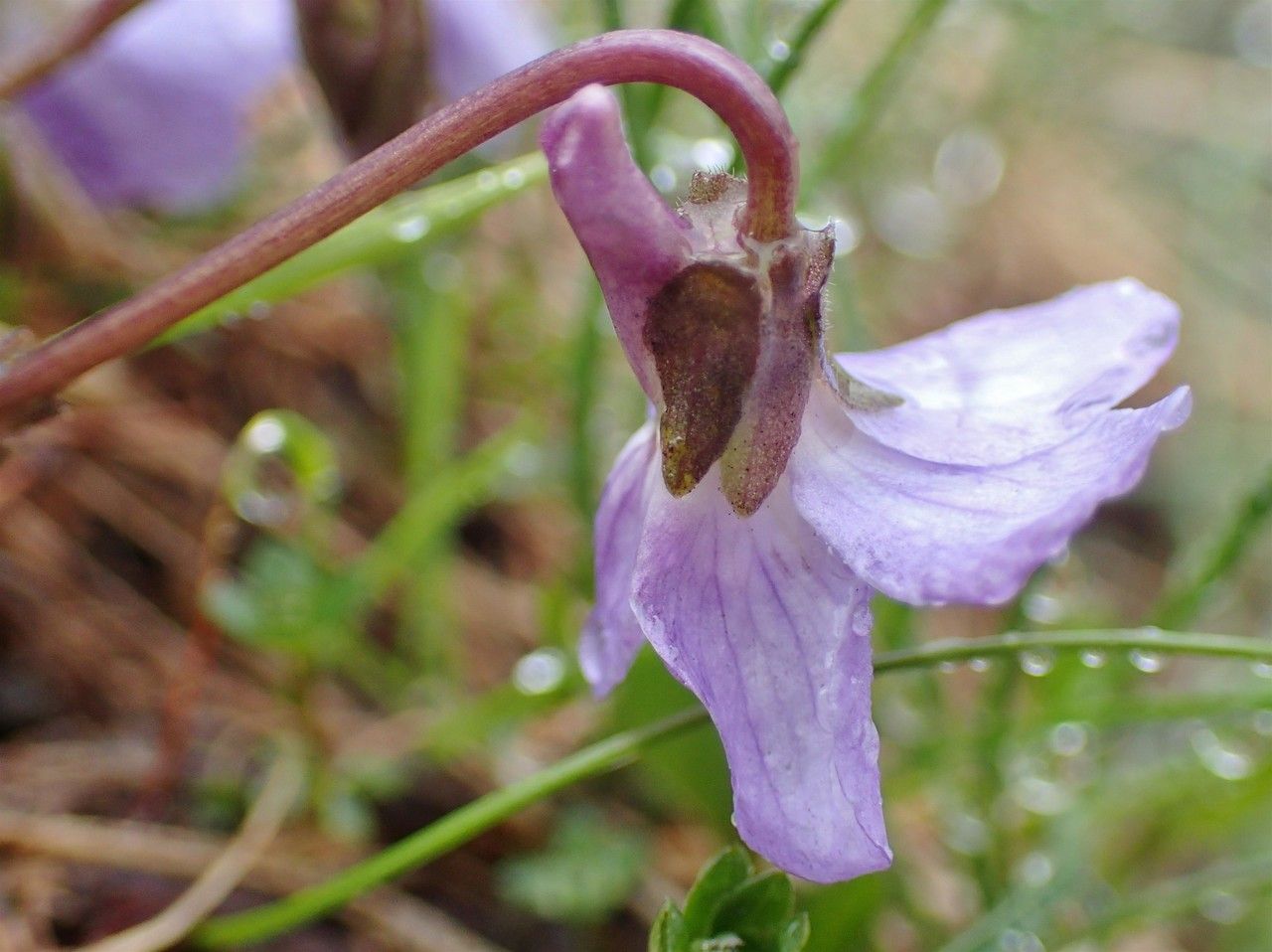 Viola thomasiana flower