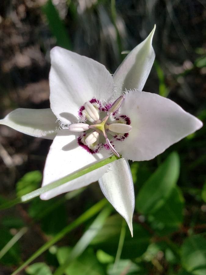 Calochortus lyallii — search result for 'Pinus'