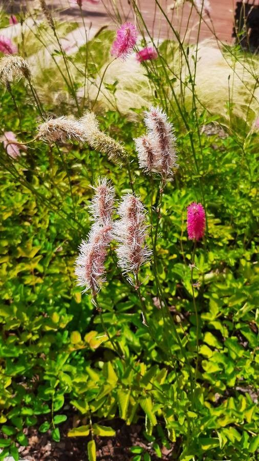Sanguisorba obtusa flower
