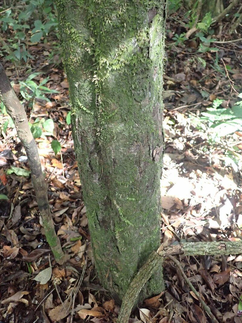 Diospyros suaveolens bark