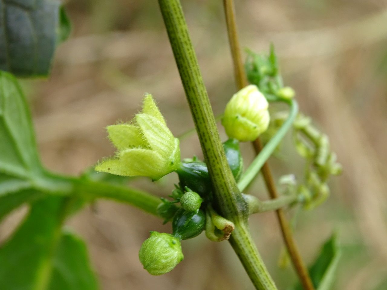 Diplocyclos palmatus flower