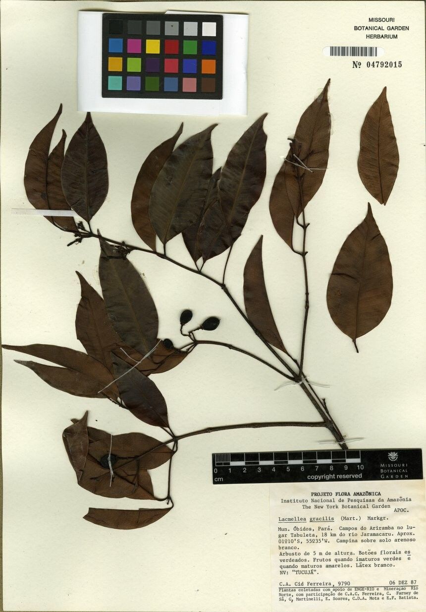 Lacmellea gracilis other